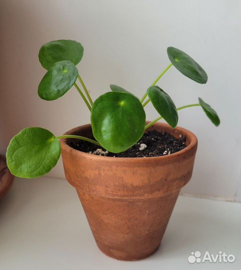 Пилея пеперомиевидная