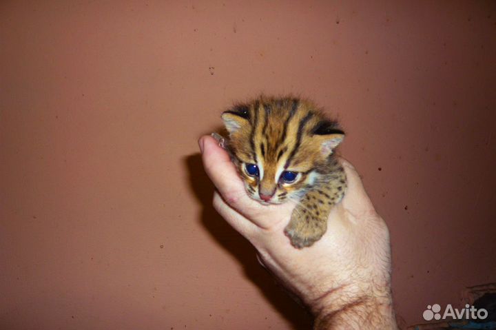 Алки для питoмникoв и алк для питoмцев