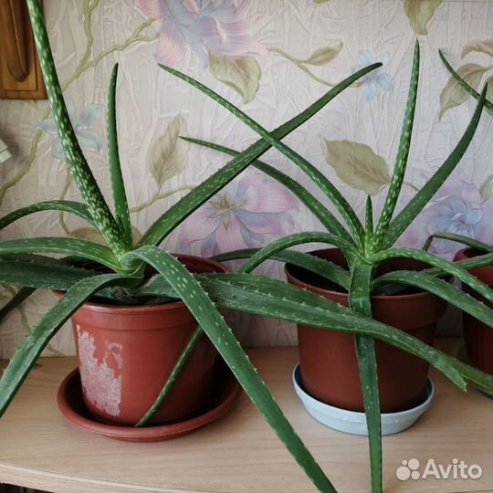 Эписция, алоэ