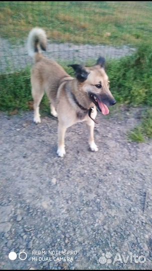 Мир за решеткой маленьк собака в дар в добрые руки