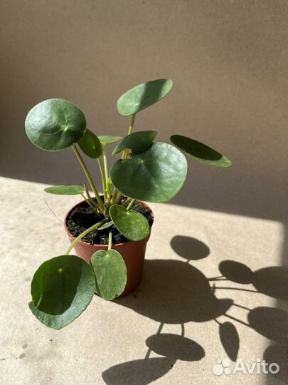 Комнатные растения Пилея Пеперомивидная