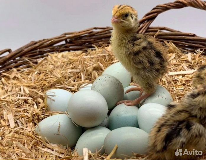 Цыплята Селадон