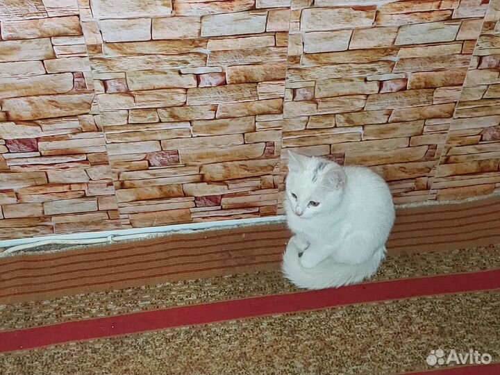 Отдам в добрые руки кошечку