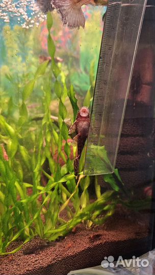 Сомики анцитрусы