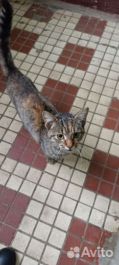 Кошка бесплатно