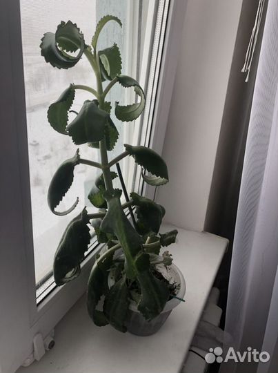 Каланхоэ лечебное