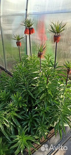 Рябчик, Роджерсия, Купена, Ландыш