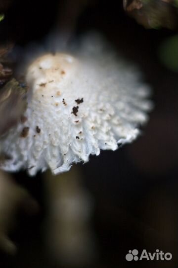 Макрокольца Soligor C/AF