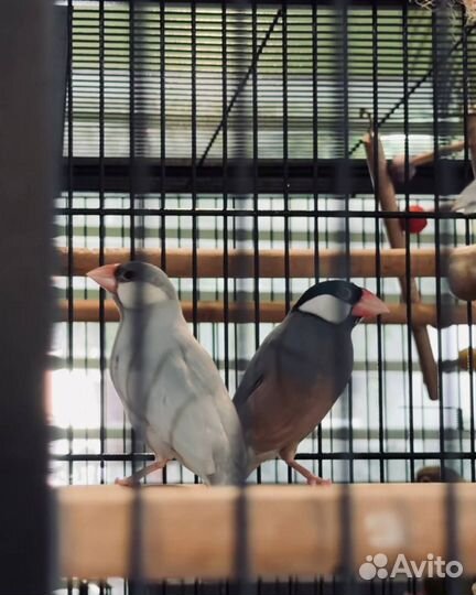 Рисовые амадины (рисовки)