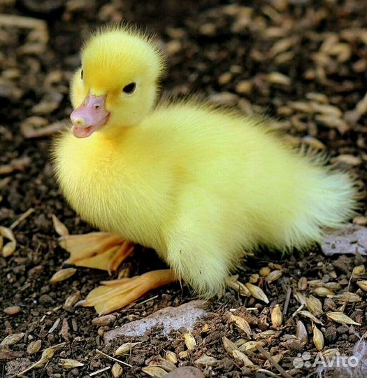 Гуси самые важные птицы