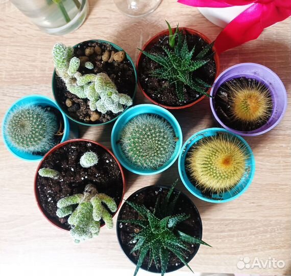 Кактусы и суккуленты