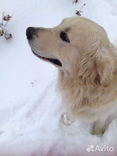 Вязка. Кобель породы золотистый ретривер ищет подр