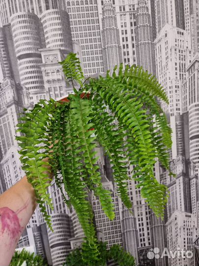 Папоротник нефролепис
