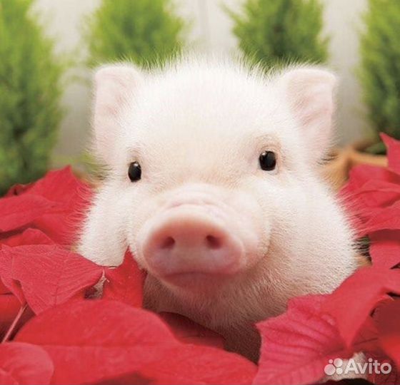 Разнорабочий жвк / Вахта Брянск