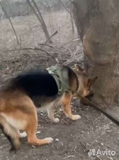 Шлейка для большой собаки с поводком