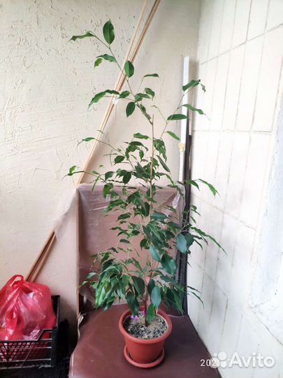 Фикус бенджамина