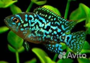 Флауэр хорн Flower Horn