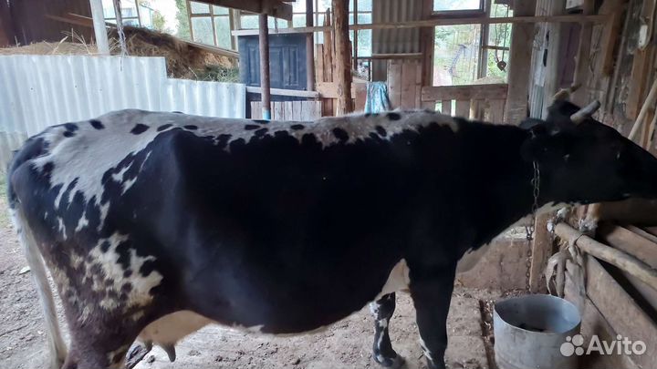 Корова хорошая дойная