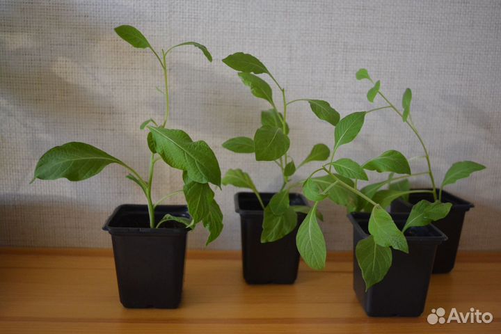 Иохрома Индиго