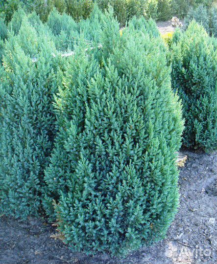 Можжевельник Стрикта