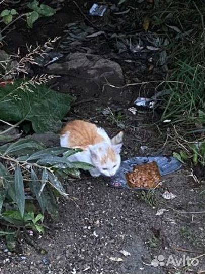 Котенок нуждается в доме
