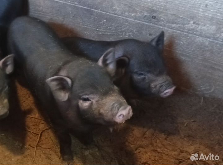 Вьетнамские вислобрюхие поросята