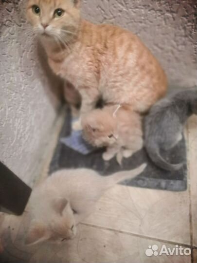 Кошка в дар