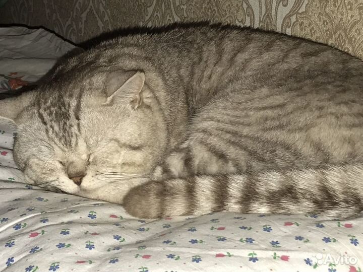 Британский кот вязка