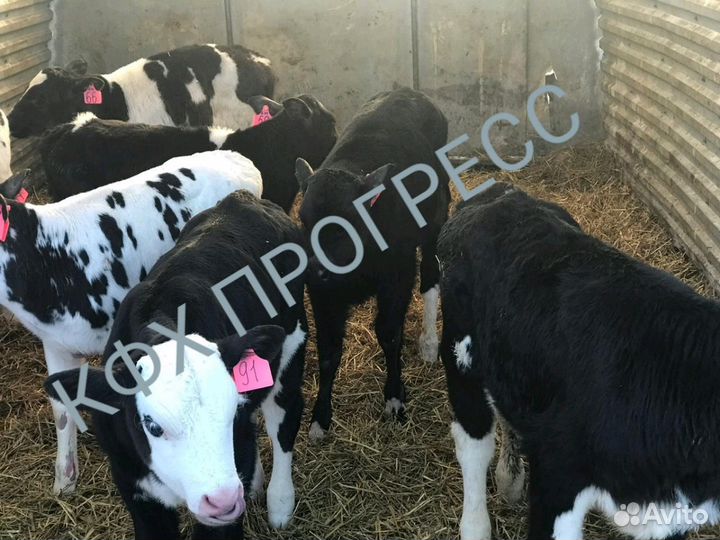 Бычки телята