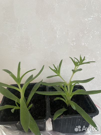 Крассула Шмидта