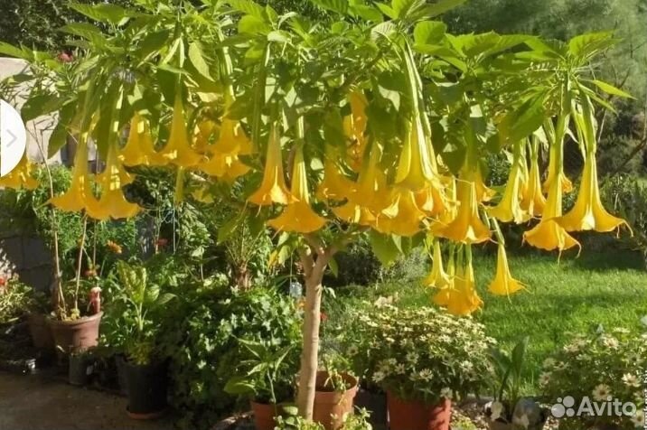 Жëлтая бругмансия