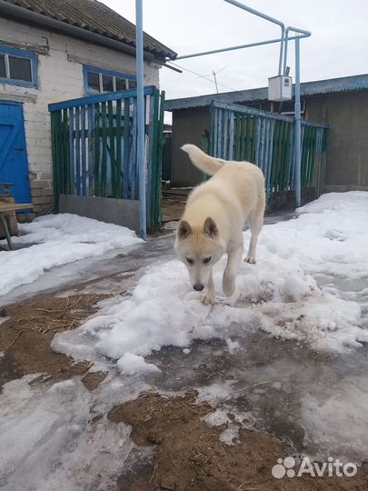Западно сибирская лайка
