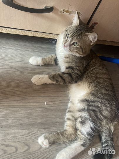 Кот в добрые руки