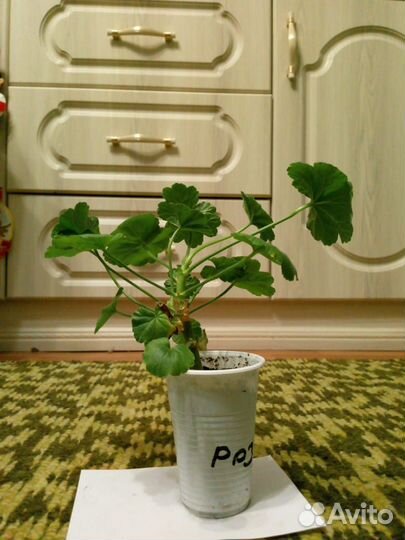 Пеларгония герань