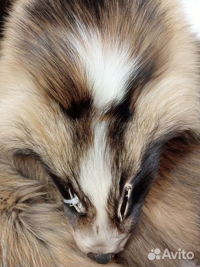 Енотовидная собака натуральный мех, шкурки