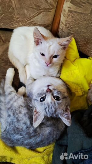 Кошка в дар