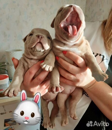 Американский булли