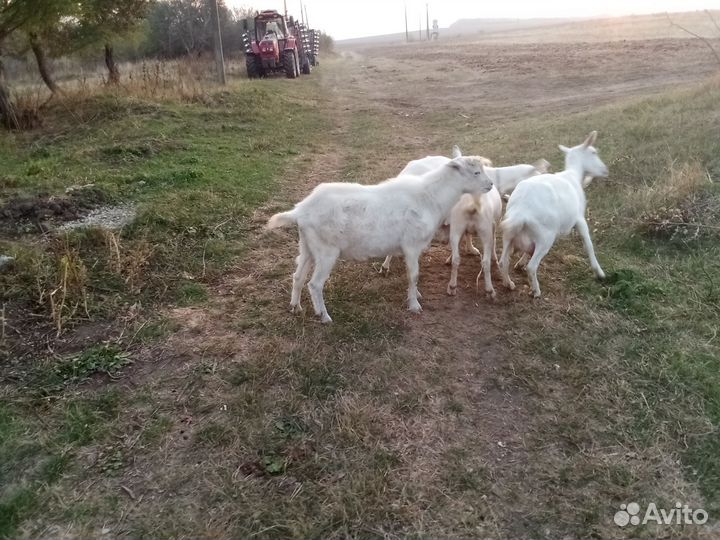 Козел зааненский