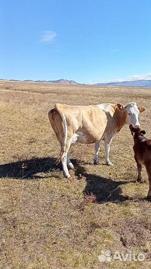 Корова с бычками