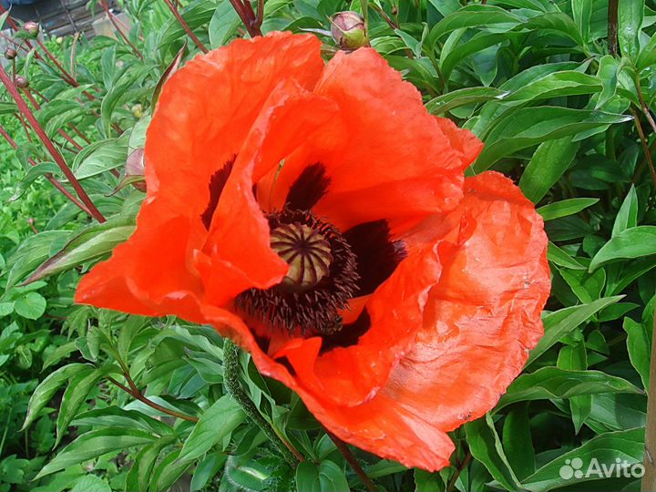 Маки восточные