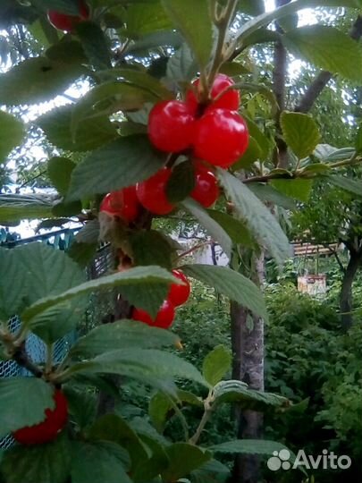 Войлочная вишня