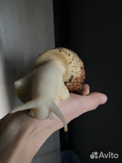 Улитки ахатины ретикулята