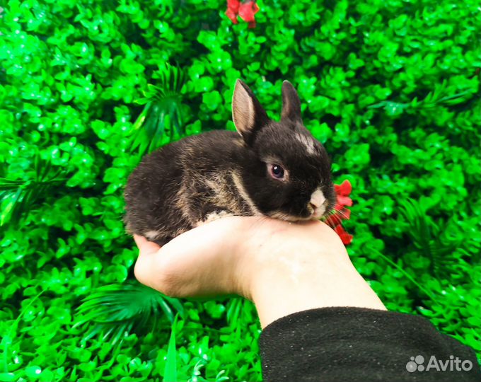 Мини Карликовый кролик - минор, самый маленький