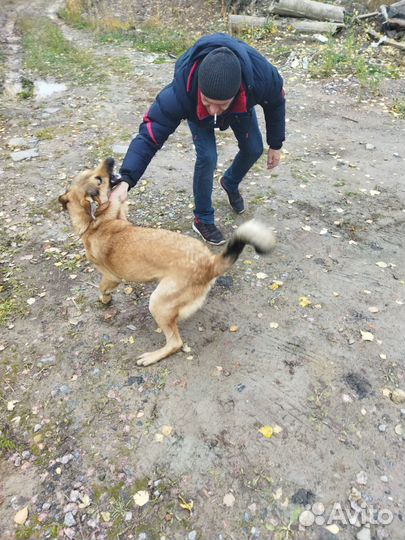Собака в добрые руки щенок мальчик