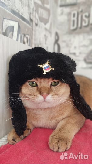 Британский кот на вязку