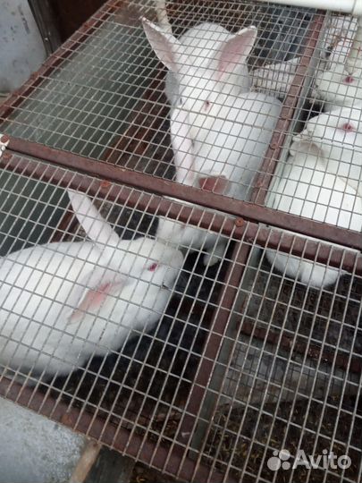 Продам самцов породы Панон,Хиколь и Белый великан
