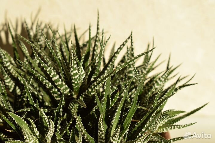 Суккулент Хавортия Полосатая / Haworthia Fasciata