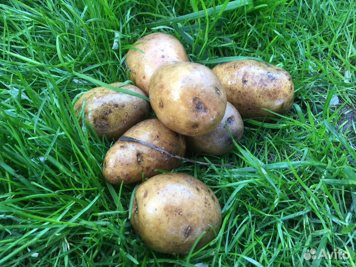 Семенной картофель скарб(белый); корнет(фиал)