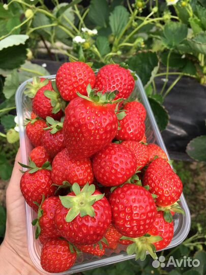 Рассада ремонтантной Клубники Итальянских сортов