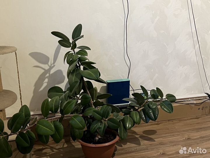 Фикус